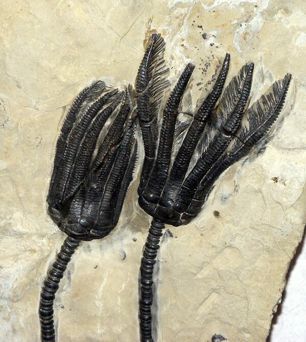 A fossil of a typical crinoid, showing (from bottom to top) the stem, calyx, and arms with cirri 